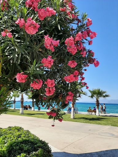 Flowers, after which there is a view of the blue sea