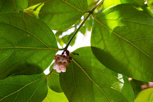 A closeup of small paper wasp with a bumble bee hanging on a tree branch