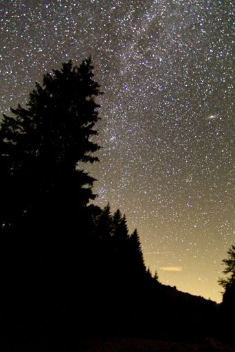 A mesmerizing glittering starry sky seen through pine tree silhouettes - perfect for wallpapers