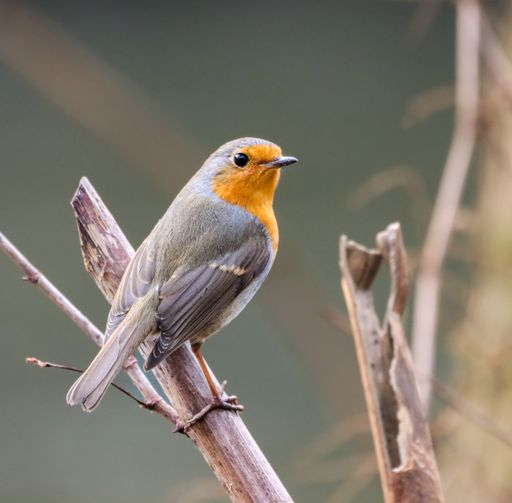 A closeup of a European robin perched on a branch