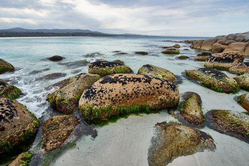 Moss-covered rocks and seaweed in shallow waters of an open sea
