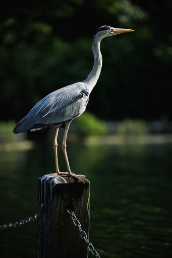 A vertical shot of a heron perched on a railing pole by the dock at a lake