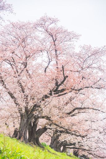 The Sakura blooming trees are adorned with delicate white and pink flowers