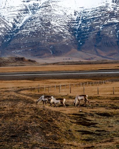 Some reindeer looking for food in southern Iceland with mountains in the background