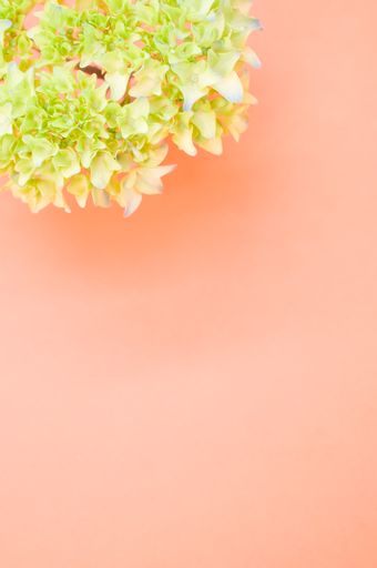 A vertical shot of a green hydrangea on a peach surface