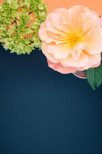 A vertical shot of a delicate rose and green hydrangea flower on a s