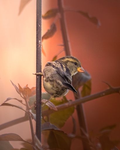 A vertical shot of a sparrow perched on a wooden branch on a blurred background