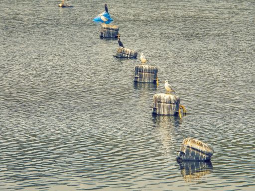 A group of bollards perched on the bollards in the sea