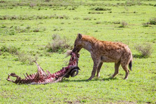 A natural view of a Hyena eating a arcass in Serengeti National Park, Tanzania