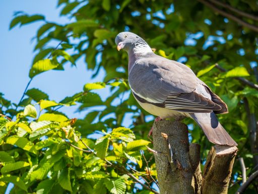 A closeup shot of a common wood pigeon perched on a branch
