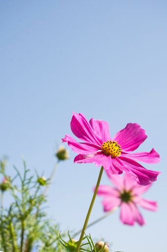 A vertical shot of beautiful purple Cosmos flower growing in the field on a sunny day