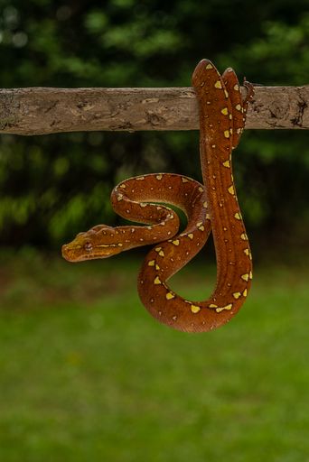 A Green Tree Python (Morelia viridis) in its vibrant red phase perched on a branch