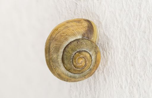 A snail shell on a white background