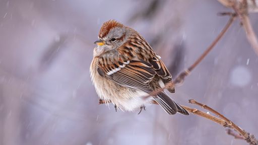A petite House sparrow perched on a snowy branch amidst a blizzard