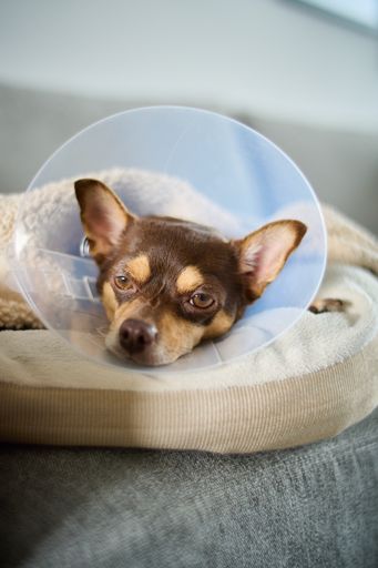 A cute brown and white chihuahua resting on a couch wearing a cone