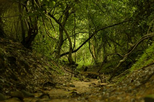 An enchanted forest scene - lush green forest with ancient cedar trees in a western ghats forest