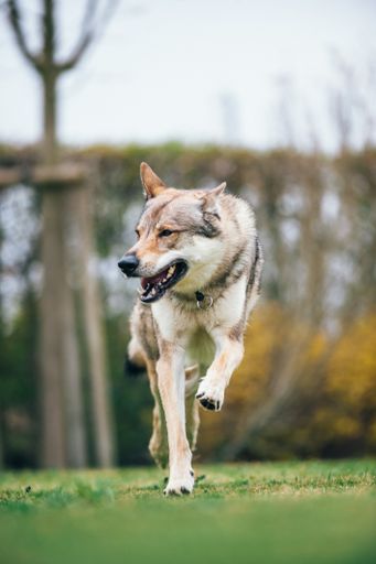 A vertical shot of a happy, smiling dog running in the garden