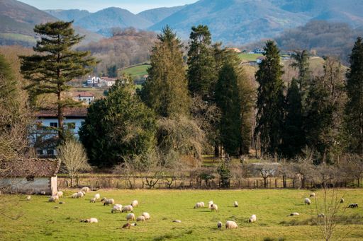 The sheeps grazing in a green field during daytime