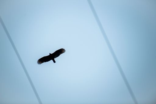 A turkey vulture soaring directly above power lines with wings outstretched and aligned