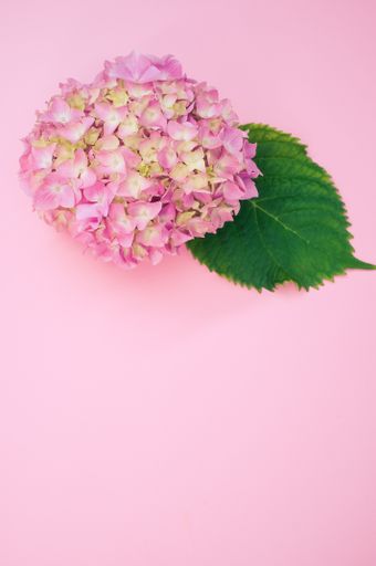 A vertical shot of a bouquet of pink hydrangeas on a pisurface with space for text