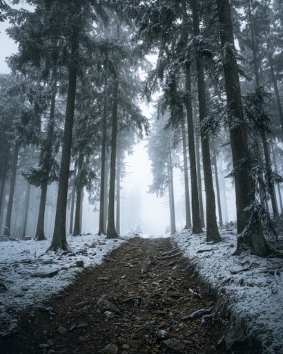A misty forest trail surrounded by trees and bushes.