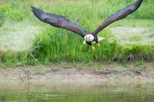 A bald eagle (Haliaeetus leucocephalus) gracefully soaring above the lake