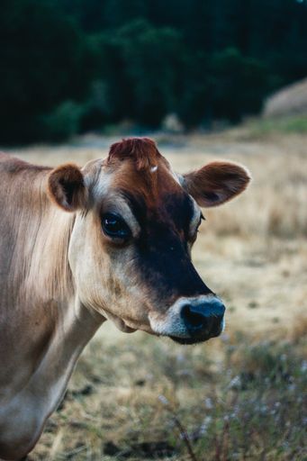 A closeup shot of brown cow on a field