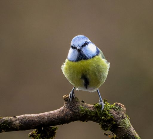 A blue tit perched on moss-covered twig