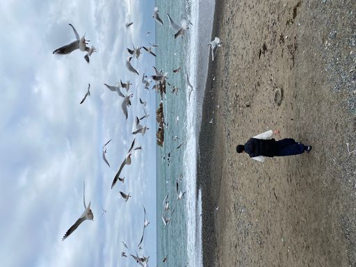 A man strolling on a sandy beach with a flock of seagulls soaring above him