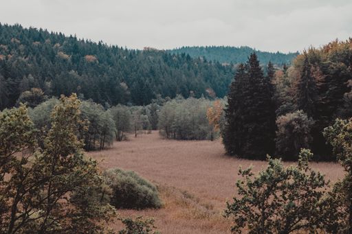A beautiful landscape with a lot of fir trees surrounded by high mountains
