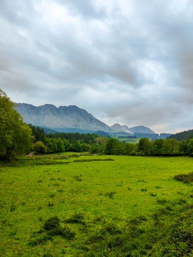 A vertical shot of growing vegetation with mountains visible in the distance on a gloomy