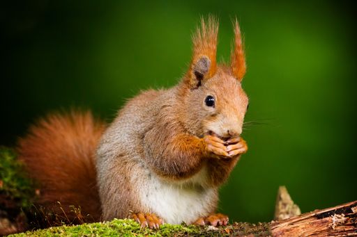 A closeup shot of a cute squirrel with blurred green background