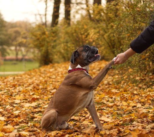 A person's hand holds a boxer dog's paw in autumn leaves.