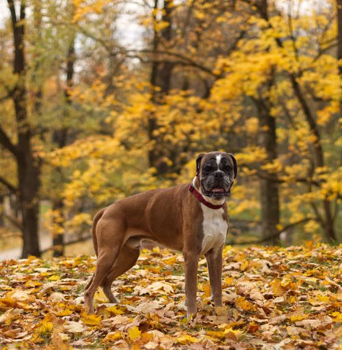 A boxer dog sitting in a pile of leaves.