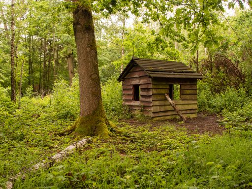 An old small wooden house surrounded by trees in the forest