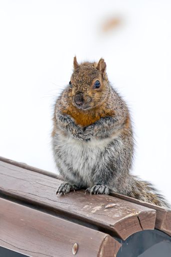 Winter Squirrel in Snow in Montreal