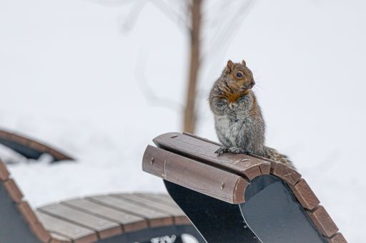 Winter Squirrel in Snow in Montreal