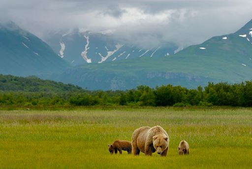 The mother grizzly bear with her cubs in a green meadow