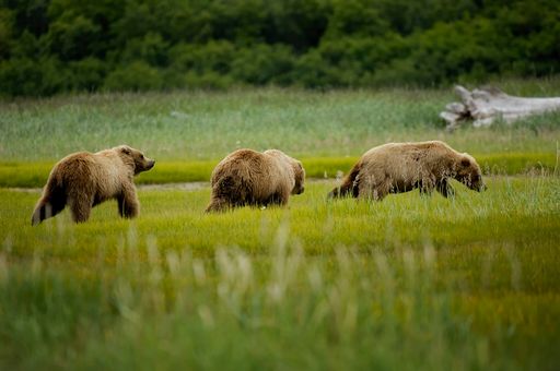 Three brown bears in a lush meadow, surrounded by verdant trees
