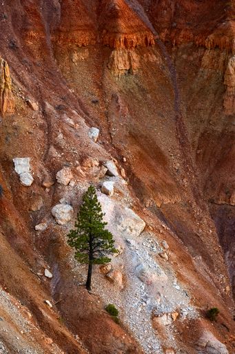 A solitary tree on a rugged hillside in Bryce Canyon National Park.