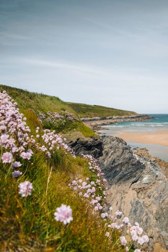 A scenic view of a field of pink flowers overlooking the sea in Crantock, Cornwall, UK