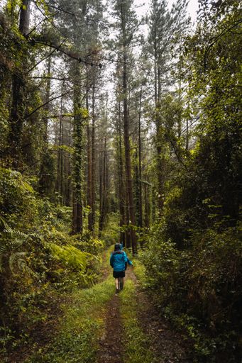 A vertical shot of a hiker walking through a forest path from Ispaster to Lekeitio in Basque Country