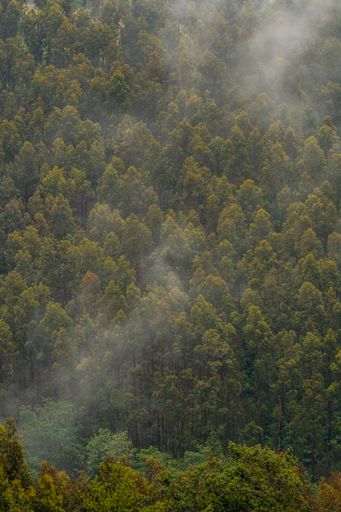 A vertical shot of thin fog over a dense forest in Bizkaia, Basque Country