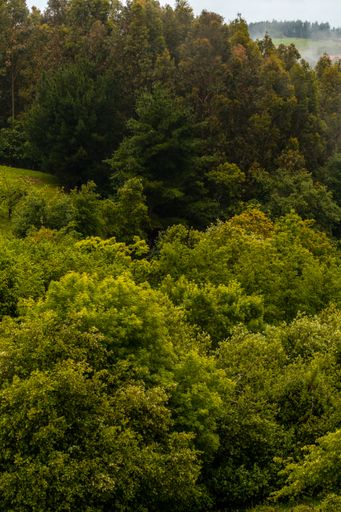 A vertical shot of a dense green forest in Bizkaia, Basque Country