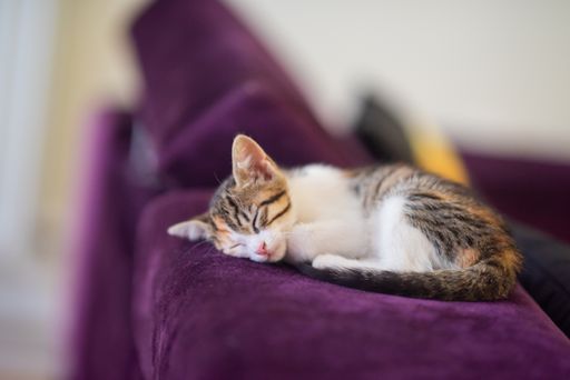 A cute patterned kitten lying on the top of a purple sofa