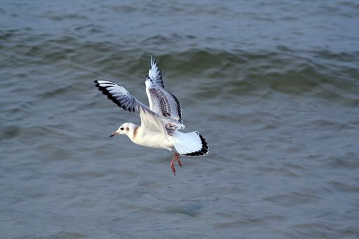 A closeup shot of a flying seagull over the water
