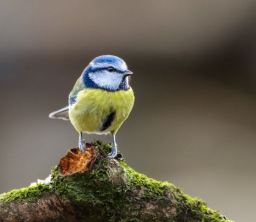 A small bird perched on a log amidst lush forest surroundings