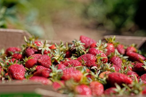 A selective focus shot of freshly harvested strawberries in a box