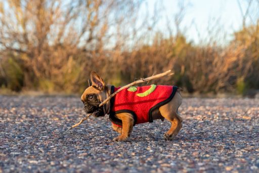 A brown french bulldog puppy playing with a stick on the street