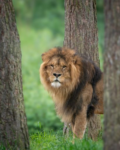 A vertical of an African lion on a green meadow